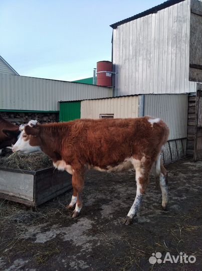 Телёнок (тёлка)