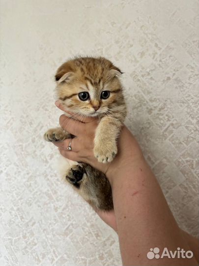 Шотландская вислоухая девочка