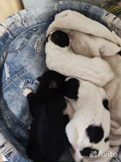 Щенки в добрые руки