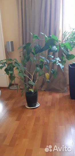 Гибискус китайская роза дерево