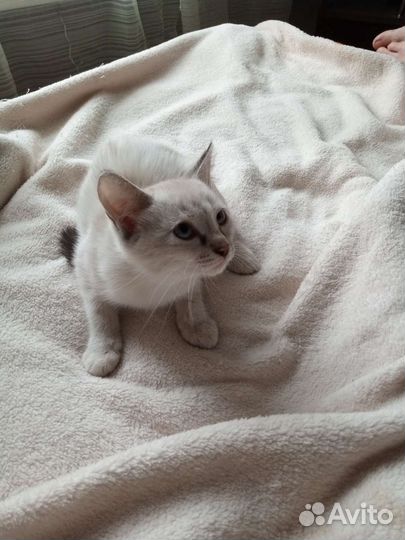 Кошка в дар бесплатно
