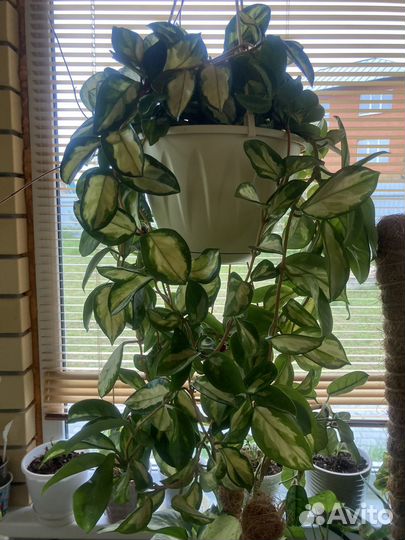 Хойя, папоротник, кливия