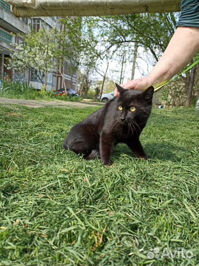 Кот кошка котята