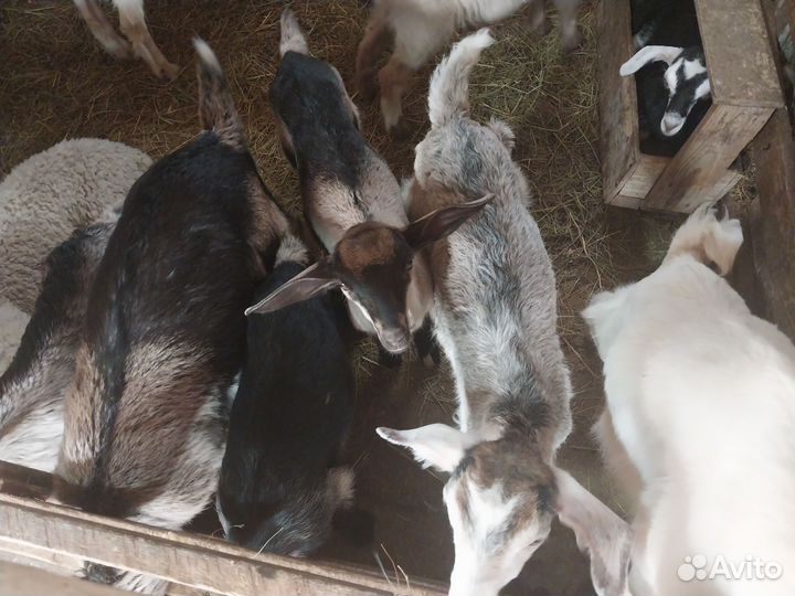 Козлята