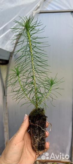 Сеянцы сосны зкс в розницу