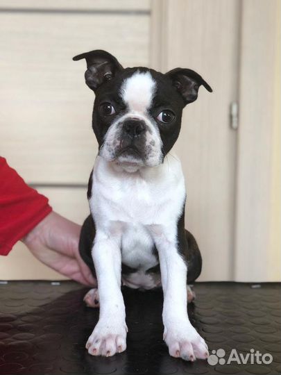 Бостон терьер