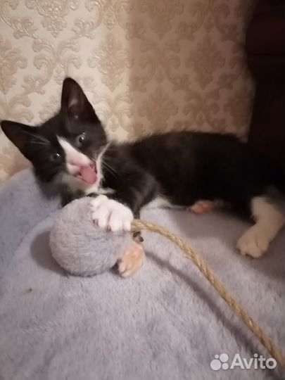 Отдам котенка