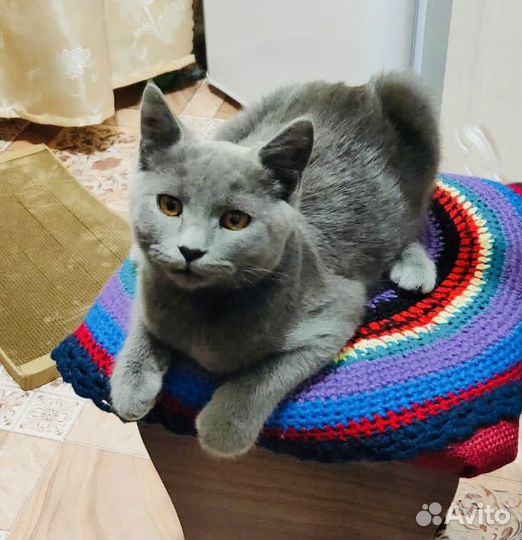 Котенок мальчик