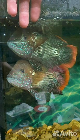 Акара 20 см