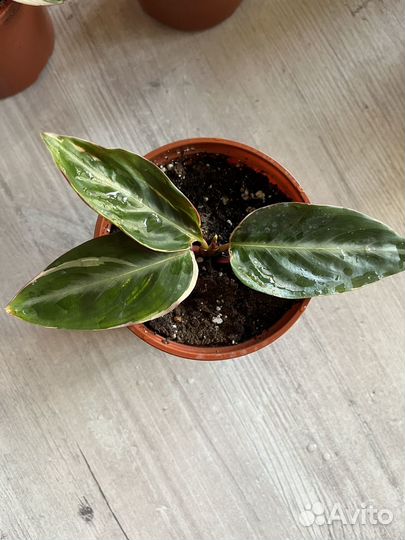 Строманта триколор