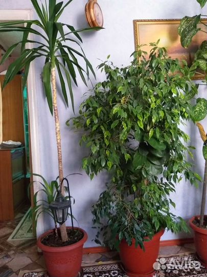 Пальма Юкка(слева)