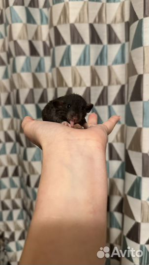 Крысята дамбо кудряшки