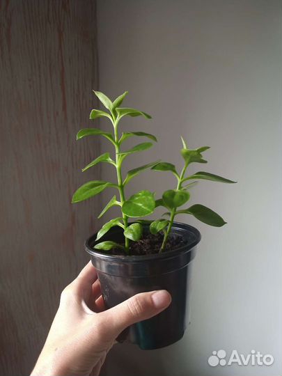 Аптения ампельный цветок