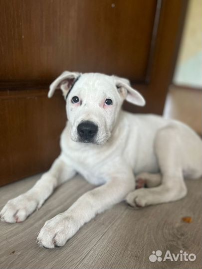 Щенки в хорошие руки