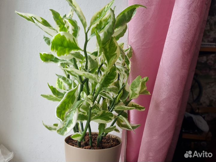 Педилантус