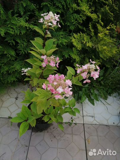 Гортензия взрослые кусты