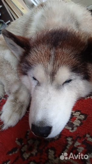 Хаски ищет дом