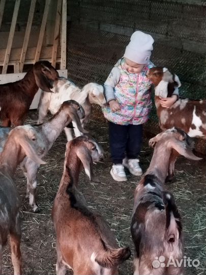 Англо нубийские козы