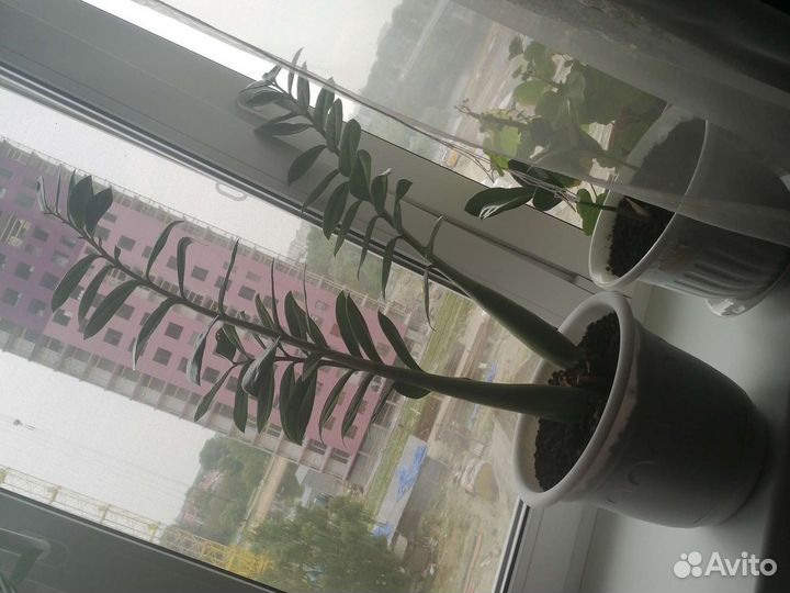 Замиокулькас