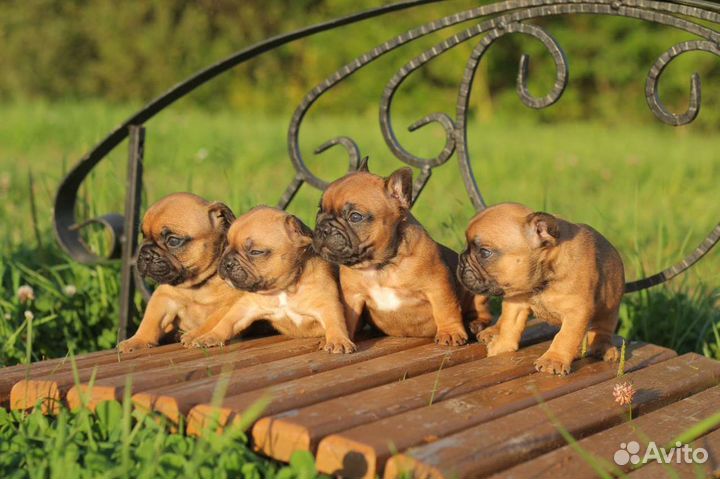 Французские булечки