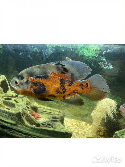 Аквариум с рыбками на 200л