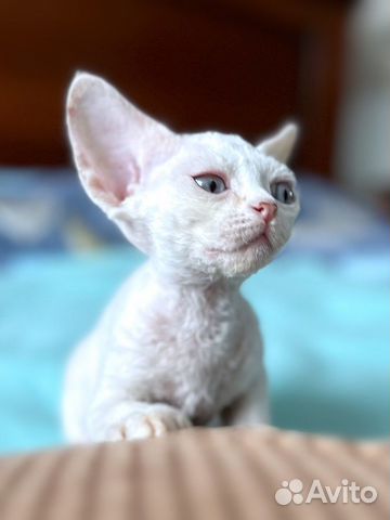 Замечательные котята Девон Рекс объявление продам
