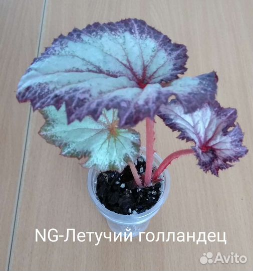 Бегони NG
