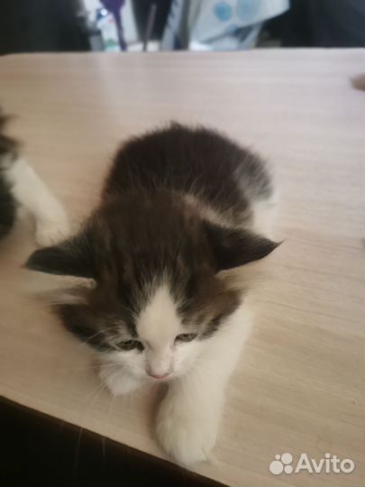 Котята пушистые