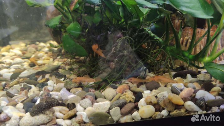 Сомы Анциструсы