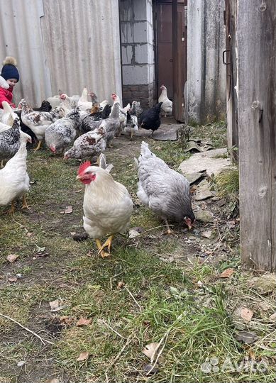 Молодые петухи