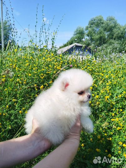 Померанский шпиц