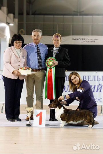 Профессиональный Хендлер