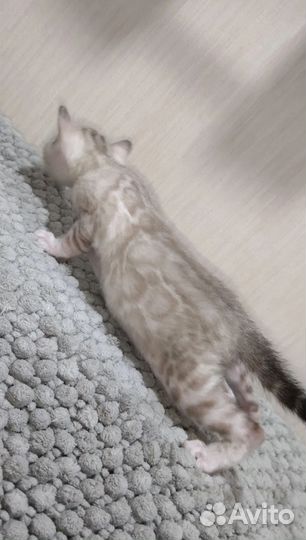 Бенгальские котята