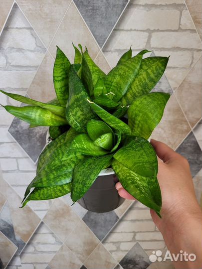 Сансевиерия