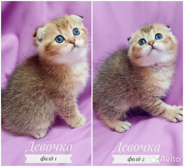 Шотландские котята