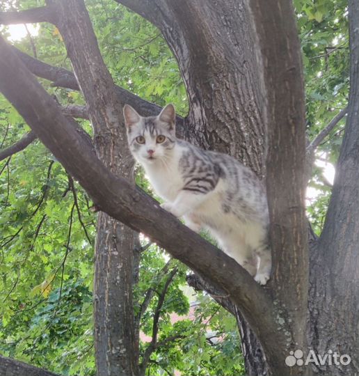 Пропадает на улице кошка с окрасом снежного барса