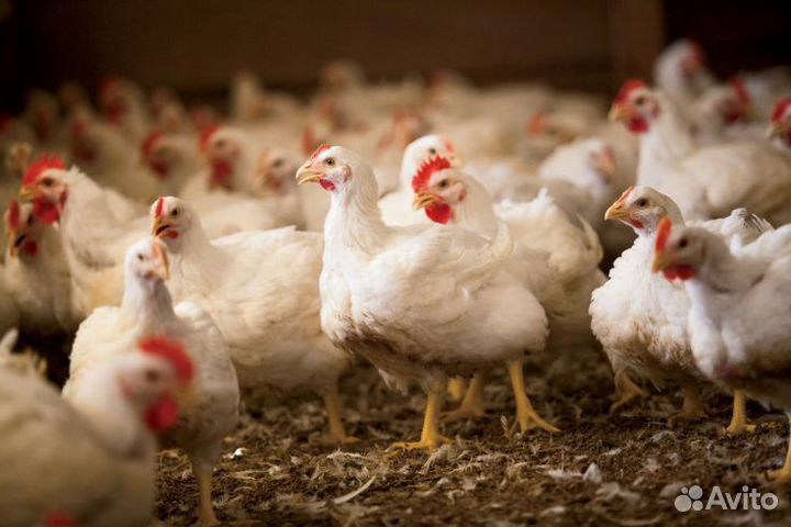 Молодки леггорн