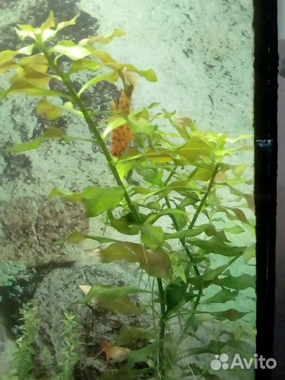 Аквариумные растения, прополка 16 видов