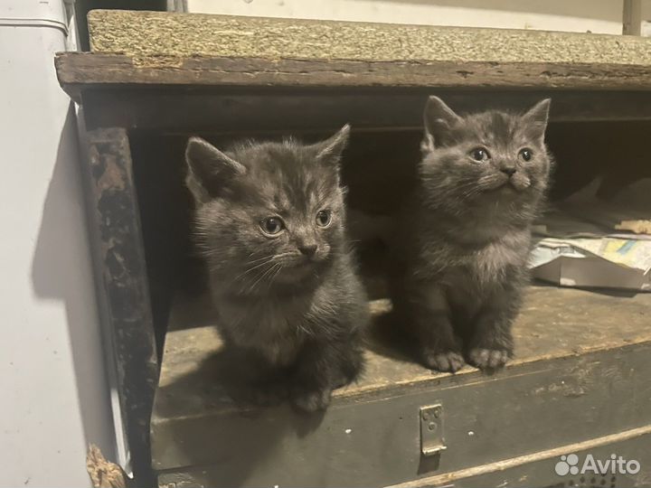 Британская кошка в дар