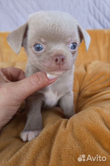Чихуахуа мальчик