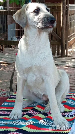 Собакакрасавица