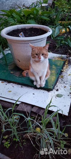 Кот Пряник в поиске дома