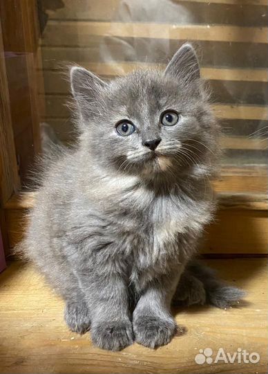 Котенок в добрые руки