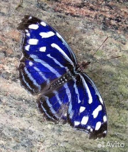 Живые экзотические бабочки Тропическая Ночь т/б-29