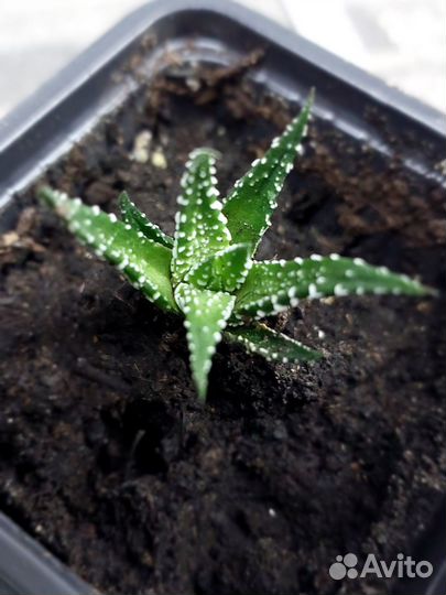 Суккуленты