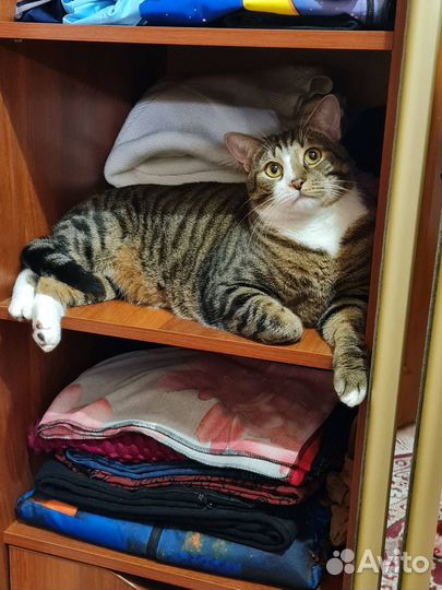 Отдам кота в добрые руки