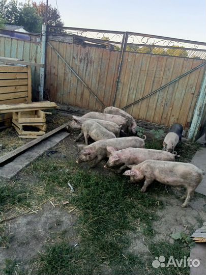 Поросята белые