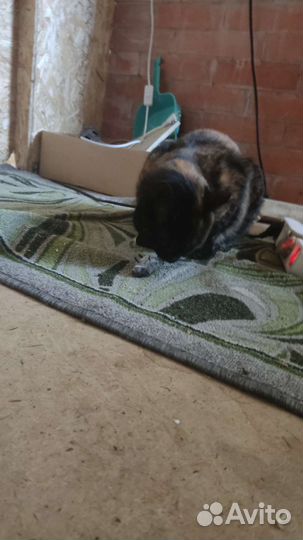 Отдам кошку в хорошие руки