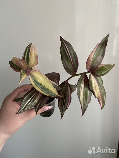 Традесканции