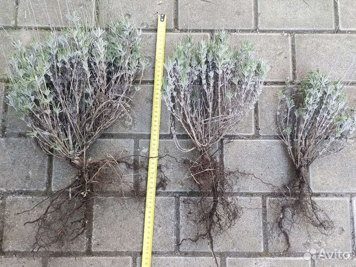 Кусты лаванды